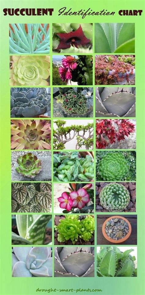 Identify A Succulent Plant