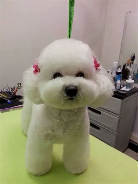 12 Haircuts For Bichon Frises The Paws