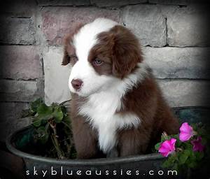 Australian Shepherd Colors Aussie Color Chart And Dog Food Recommendation