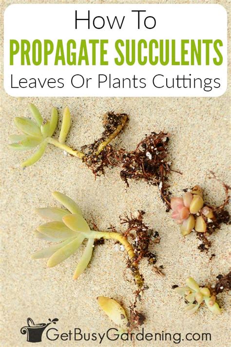 How To Propagate Succulents From Stem Cuttings Or Leaves