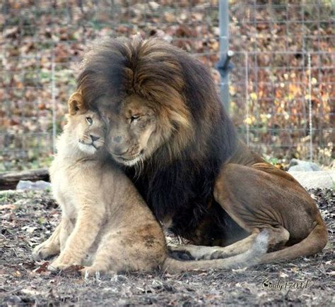 Beautifully In Love The Lion Always Loves This Male