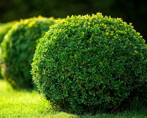 Japanese Boxwood Wintergreen Boxwood Boxwood Hedge Live Etsy