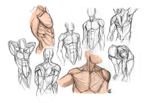 Anatomy Male Torso By Kiilkannibble On Deviantart Drawing Male