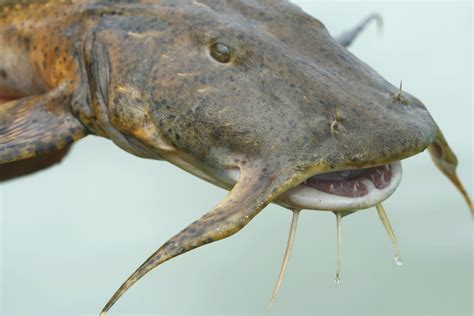Giant Devil Catfish The Goonch Catfish Goonch Catfish Pictures