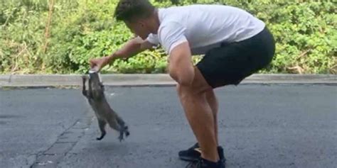 Big Guy Rescues Tiny Raccoon Who Got His Head Stuck Videos The Dodo