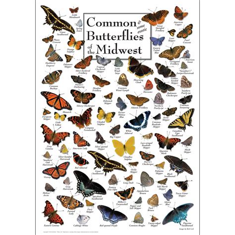 Common Butterflies Of The Midwest Poster Earth Sky Water