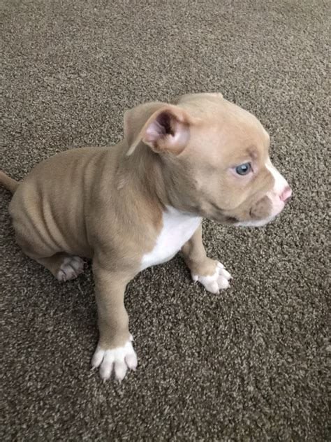 Bully Kutta Puppies For Sale | Houston, TX #333735