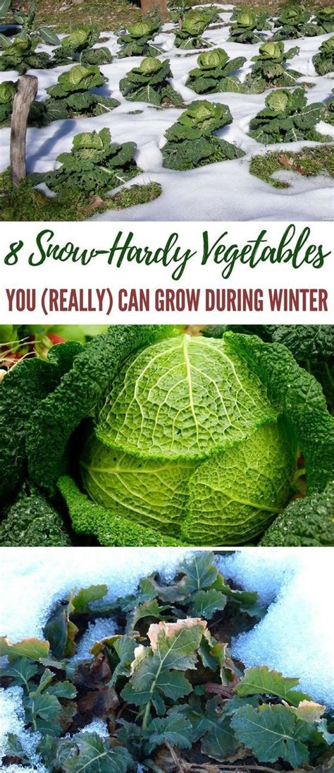 8 Snow Hardy Vegetables You Really Can Grow During Winter Winter