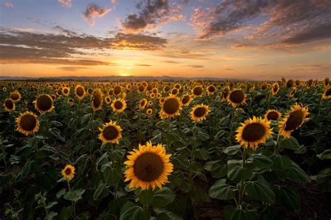 Summer Sunflower Sunset Landscape And Nature Photography On Fstoppers