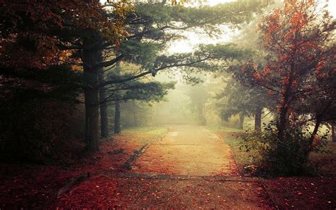 Landscape Nature Fall Park Trees Leaves Mist Grass Morning Path Walkway