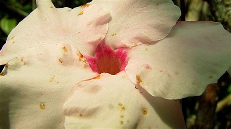 Mandevilla Vines Are Usually Pretty Easy To Take Care Of But Keep An