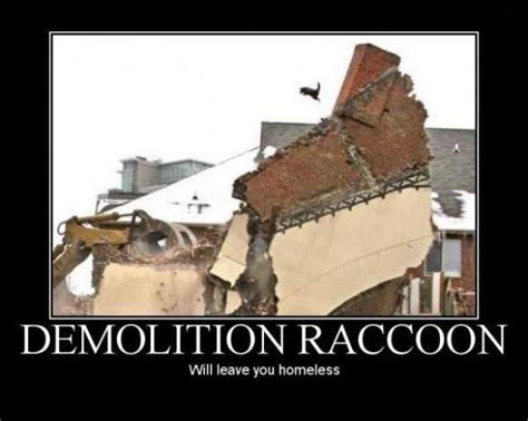Demolition Raccoonwill Leave You Homeless Funny Pictures Funny