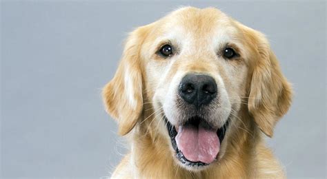 Golden Retriever Dog Breed Information American Kennel Club