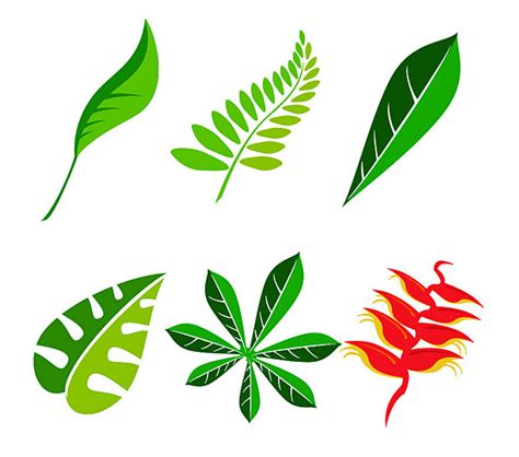 Best Photos Of Jungle Leaves Clip Art Jungle Leaf Clip Art