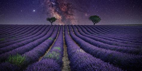 Lavender Field In Valensole France