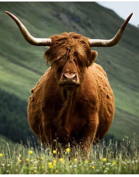 Scottish Highlands Highland Cow Animal Of Scotland Animals Beautiful