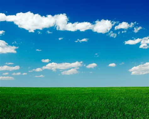 Free Download Clear Blue Sky Green Grass Field Wallpaper 1920x1200