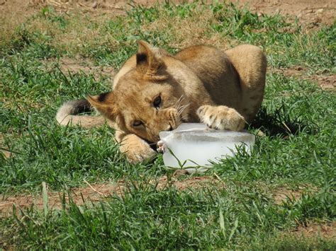 Pride Of The Plains African Lion Exhibit Zoochat