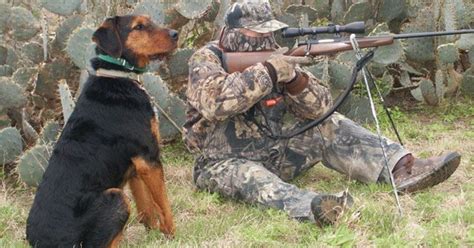 √ Coyote Hunting Dog Breeds Alumn Photograph