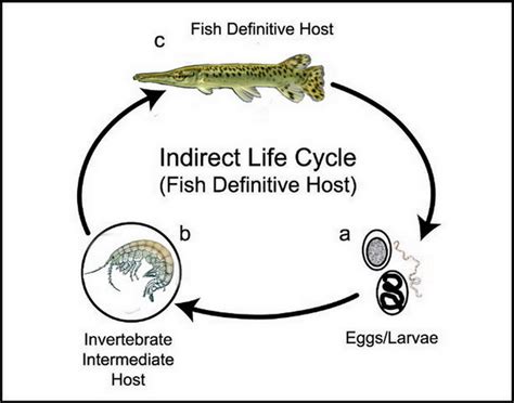 Diagram Diagram Of Life Cycle Of Freshwater Crocodile Mydiagramonline