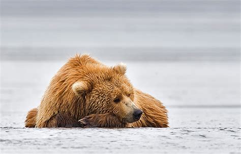 Zenfolio Brian Zeiler Grizzly Bears Napping On Beach
