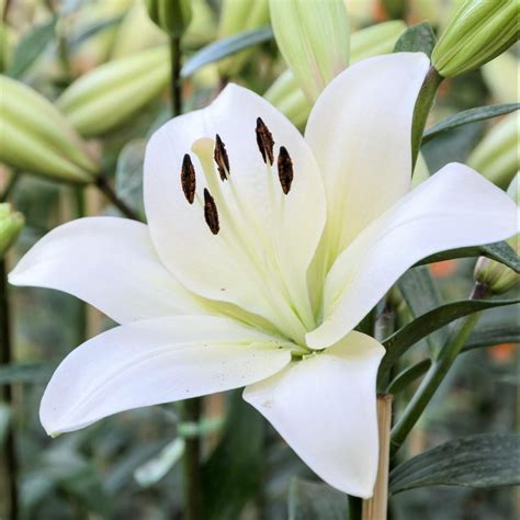Lily La Hybrid Richmond Fragrant Bulbs White