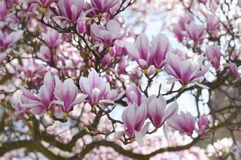 Do Magnolia Trees Bloom Twice A Year The Answers Here