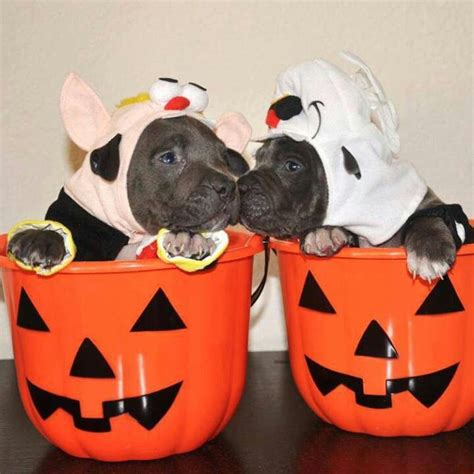 Lolkissing Pumpkin Pits Puppy Kisses Pitbull Dog