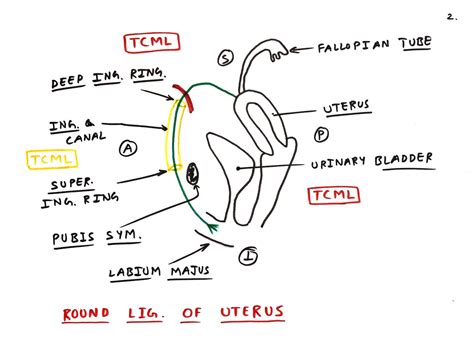 Inguinal Canal TCML The Charsi Of Medical Literature