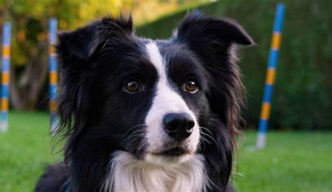 14 Things Border Collie Owners Must Never Forget The Dogman