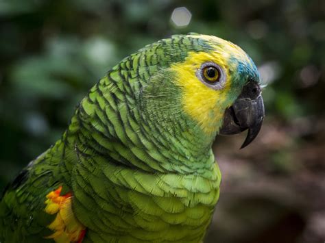 Fondos De Pantalla Aves Animales Loro Verde Fauna Silvestre Pico