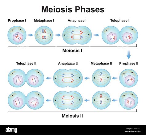 Stages Of Meiosis Vector Labeled Cell Division Process Scheme Stock