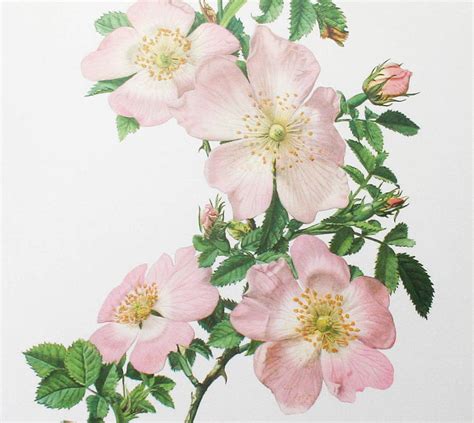 Vintage Botanical Print Wild Roses By Bonnie And Bell