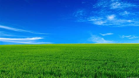 Green Grass Under Blue Sky Hd Nature Wallpapers Hd