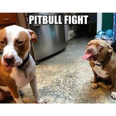 50 Best Pitbull Memes