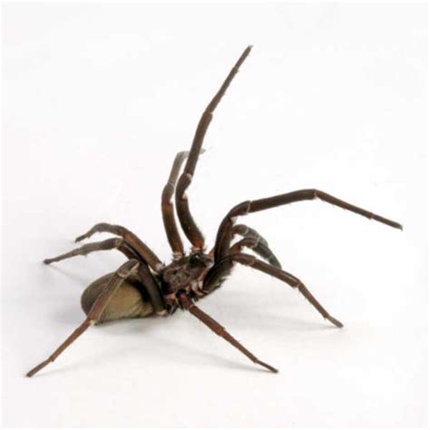 Southern House Spider Identification And Info Inman Murphy Inc Pest