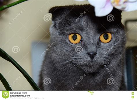 Grey Cat Stock Image Image Of Playing Reading Cuddly 72044915