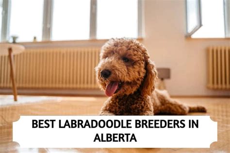 7 Best Labradoodle Breeders In Alberta 2024