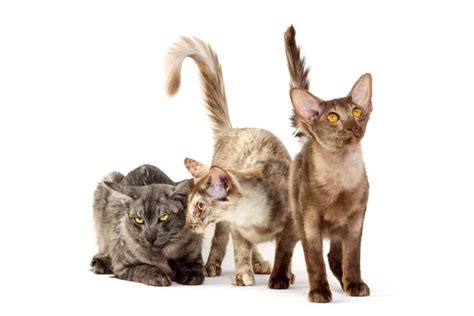 10 Cat Breeds That Are Best For Allergy Sufferers