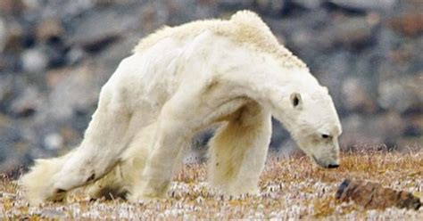 Polar Bears Could Go Extinct By 2100 If Global Warming Isnt Stopped