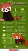 50 Adorable Facts About The Red Pandas You Have To Know | Facts.net
