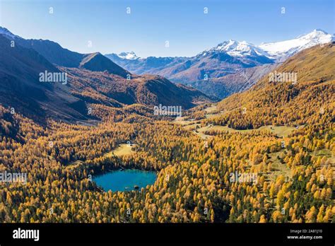 Autumn Larch Forest In Val Di Campo Mountain Lake Lago Di Saoseo