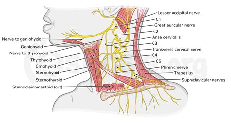 Superficial Structures Of The Neck Cervical Plexus Osmosis