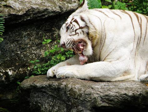 Tigre Branco Que Alimenta Na Carne Foto De Stock Imagem De Floresta