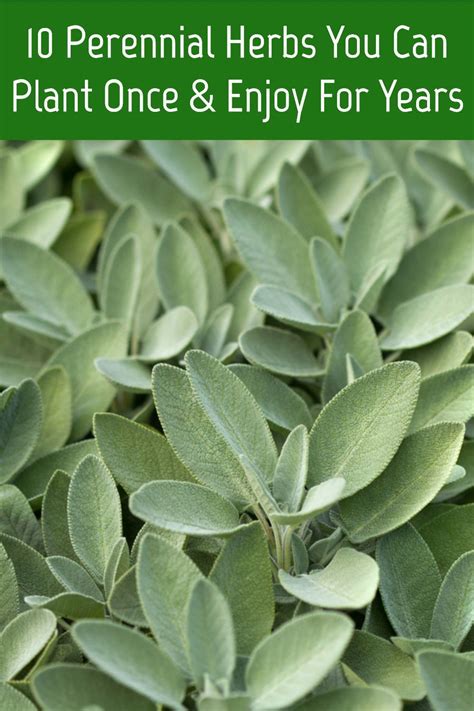 10 Perennial Herbs You Can Plant Once And Enjoy For Years Perennial