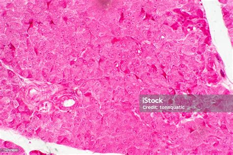 Human Liver Tissue Under Microscope View For Education Histology Human
