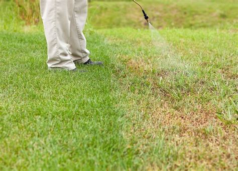 When To Apply Crabgrass Preventer Before Or After Rain And Wet Grass