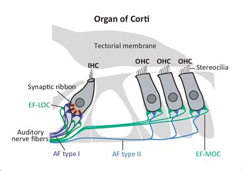 Schematic Drawing Of The Adult Organ Of Corti The Sensory Epithelium