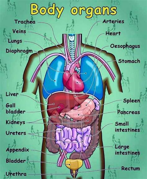 What Are The Organ Systems Of The Human Body The Human Body Human