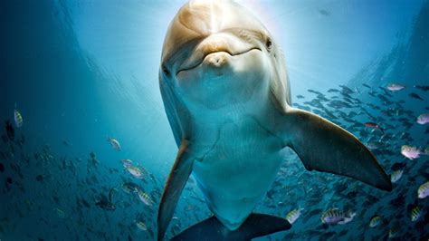 3840x2160 Dolphin Hd 4k Hd 4k Wallpapers Images Backgrounds Photos